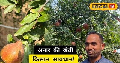 किसान अनार नहीं काजरी 