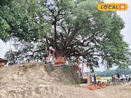 धरती से 20 फीट ऊपर उगता है तना, इमली के इस पेड़ का राज क्या है? जानिए रहस्य