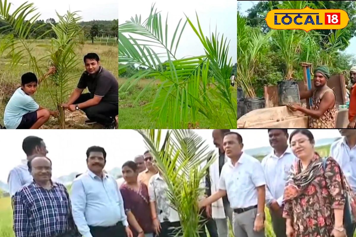 Agri: 'ATM' बनकर उभरी पाम ऑयल की खेती, बदल रही किसानों की जिंदगी...