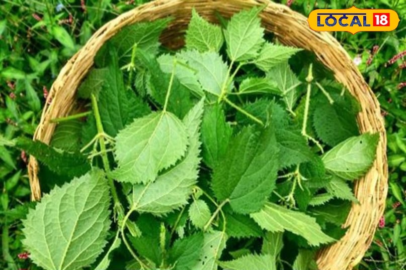 Traditional plucking method - gloves and tongs are essential Traditional plucking method - gloves and tongs are essential