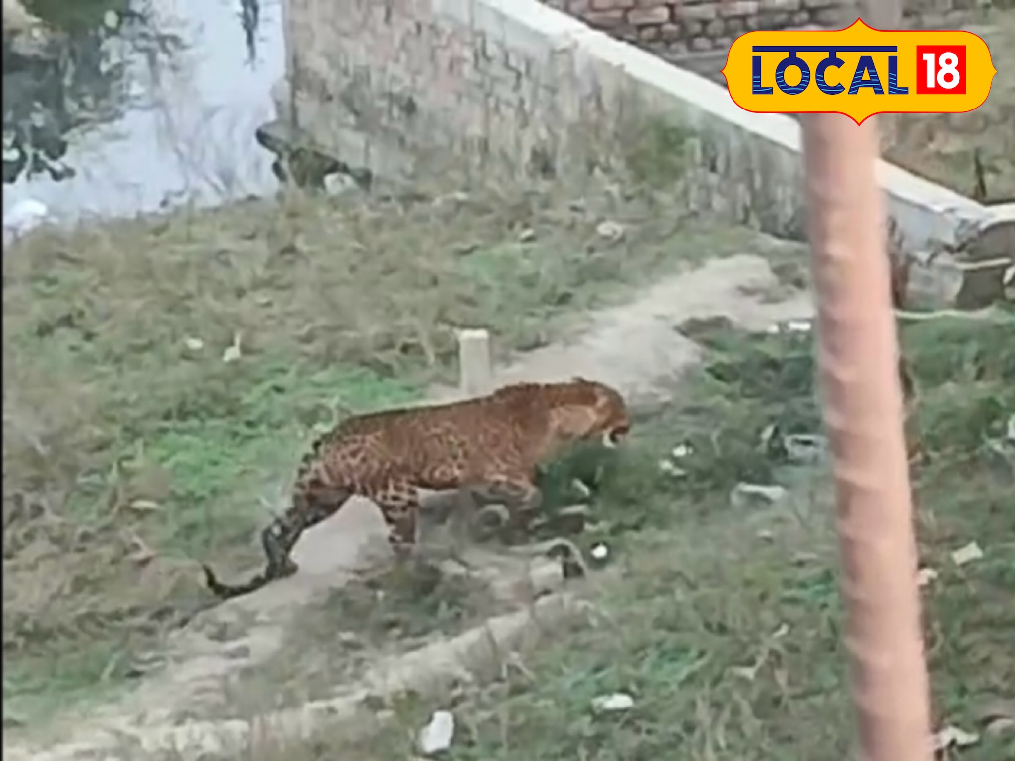 रोहतास के रिहायशी इलाके में तेंदुए ने मचाई तबाही, लोगों में डर