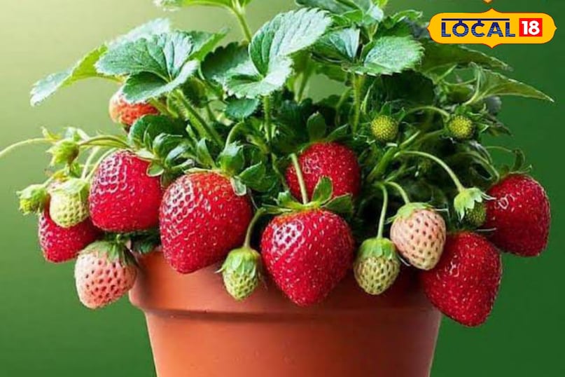 फलदार और खूबसूरत फलदार और खूबसूरत