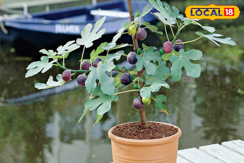 महंगा बिकने वाला फल अंजीर महंगा बिकने वाला फल अंजीर