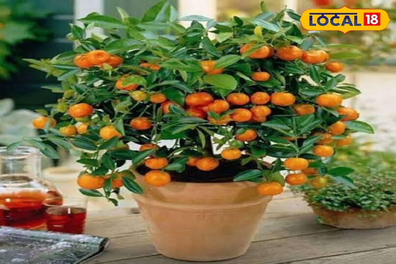 खुशबु से महकेगा घर और आंगन खुशबु से महकेगा घर और आंगन