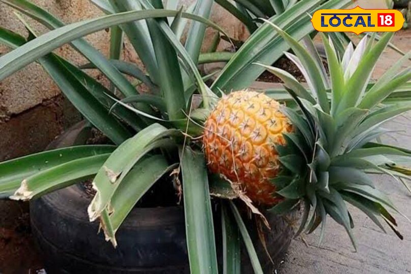 खुशबु और स्वाद खुशबु और स्वाद