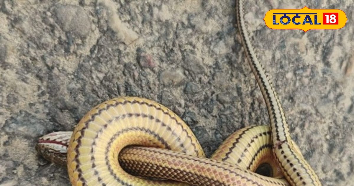 rare-species-of-rainbow-water-snake-this-national-park-know-speciality ...