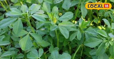 कई बीमारियों में है रामबाण