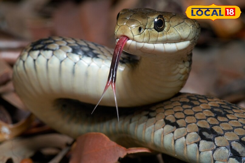 winter snake safety tips, plants that attract snakes, dangerous plants for snake attraction, cobra and krait safety tips, local18, khargone letest news, Madhya Pradesh hindi news, snake news 