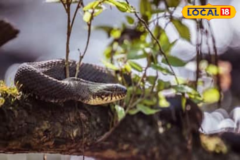 winter snake safety tips, plants that attract snakes, dangerous plants for snake attraction, cobra and krait safety tips, local18, khargone letest news, Madhya Pradesh hindi news, snake news 