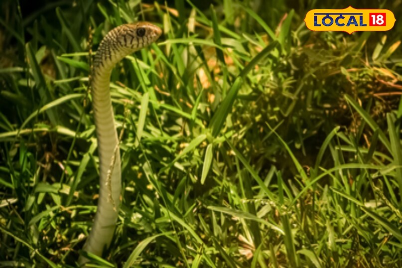 winter snake safety tips, plants that attract snakes, dangerous plants for snake attraction, cobra and krait safety tips, local18, khargone letest news, Madhya Pradesh hindi news, snake news 
