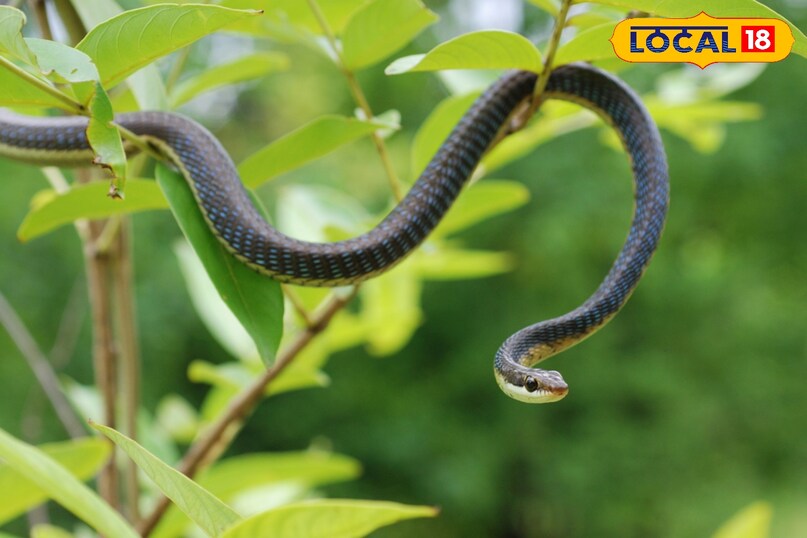 winter snake safety tips, plants that attract snakes, dangerous plants for snake attraction, cobra and krait safety tips, local18, khargone letest news, Madhya Pradesh hindi news, snake news 