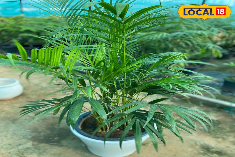 Areca Palm 
