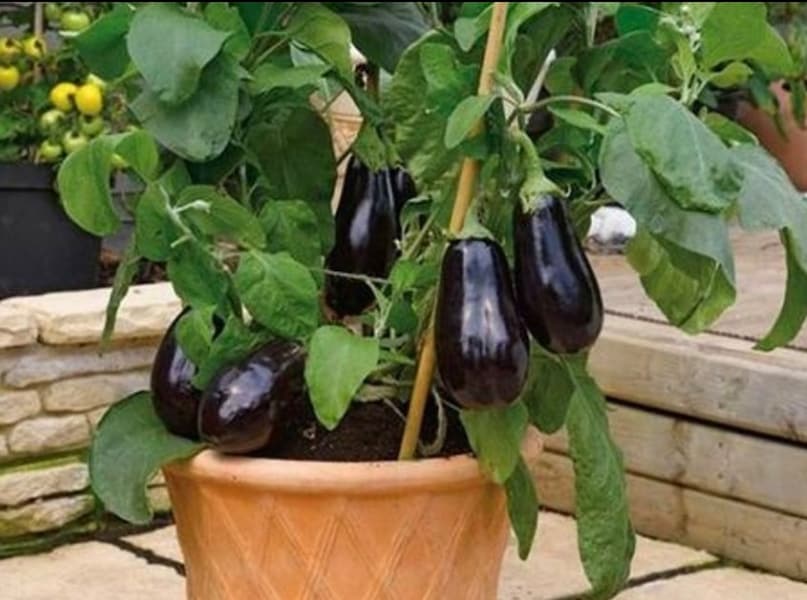 मिट्टी हल्की नमी वाली होनी चाहिए, ज्यादा या कम पानी दोनों ही नुकसानदेह मिट्टी हल्की नमी वाली होनी चाहिए, ज्यादा या कम पानी दोनों ही नुकसानदेह