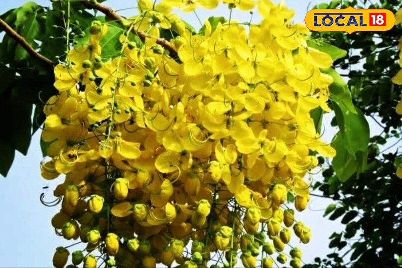 Moradabad news,hindi news,up news,local news, मुरादाबाद समाचार, हिंदी समाचार, यूपी समाचार, लोकल समाचार। Moradabad news,hindi news,up news,local news, मुरादाबाद समाचार, हिंदी समाचार, यूपी समाचार, लोकल समाचार।