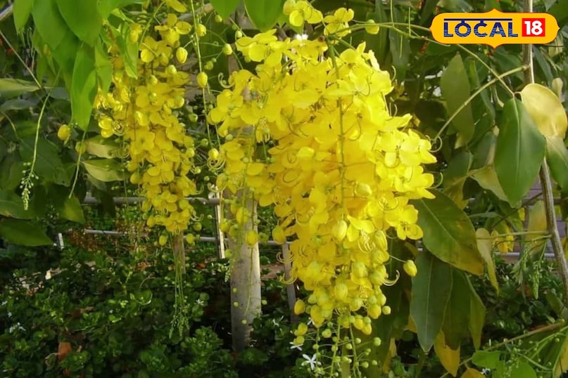 Moradabad news,hindi news,up news,local news, मुरादाबाद समाचार, हिंदी समाचार, यूपी समाचार, लोकल समाचार। Moradabad news,hindi news,up news,local news, मुरादाबाद समाचार, हिंदी समाचार, यूपी समाचार, लोकल समाचार।