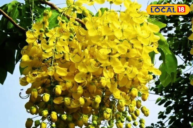 Moradabad news,hindi news,up news,local news, मुरादाबाद समाचार, हिंदी समाचार, यूपी समाचार, लोकल समाचार। Moradabad news,hindi news,up news,local news, मुरादाबाद समाचार, हिंदी समाचार, यूपी समाचार, लोकल समाचार।