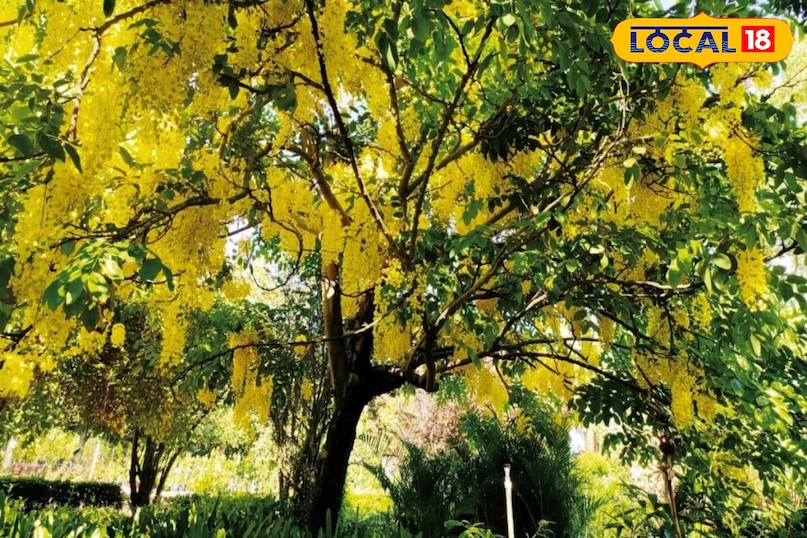 Moradabad news,hindi news,up news,local news, मुरादाबाद समाचार, हिंदी समाचार, यूपी समाचार, लोकल समाचार। Moradabad news,hindi news,up news,local news, मुरादाबाद समाचार, हिंदी समाचार, यूपी समाचार, लोकल समाचार।