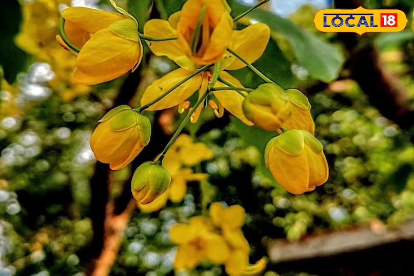 Moradabad news,hindi news,up news,local news, मुरादाबाद समाचार, हिंदी समाचार, यूपी समाचार, लोकल समाचार। Moradabad news,hindi news,up news,local news, मुरादाबाद समाचार, हिंदी समाचार, यूपी समाचार, लोकल समाचार।