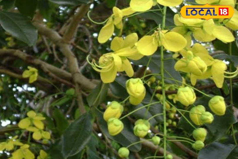 Moradabad news,hindi news,up news,local news, मुरादाबाद समाचार, हिंदी समाचार, यूपी समाचार, लोकल समाचार। Moradabad news,hindi news,up news,local news, मुरादाबाद समाचार, हिंदी समाचार, यूपी समाचार, लोकल समाचार।