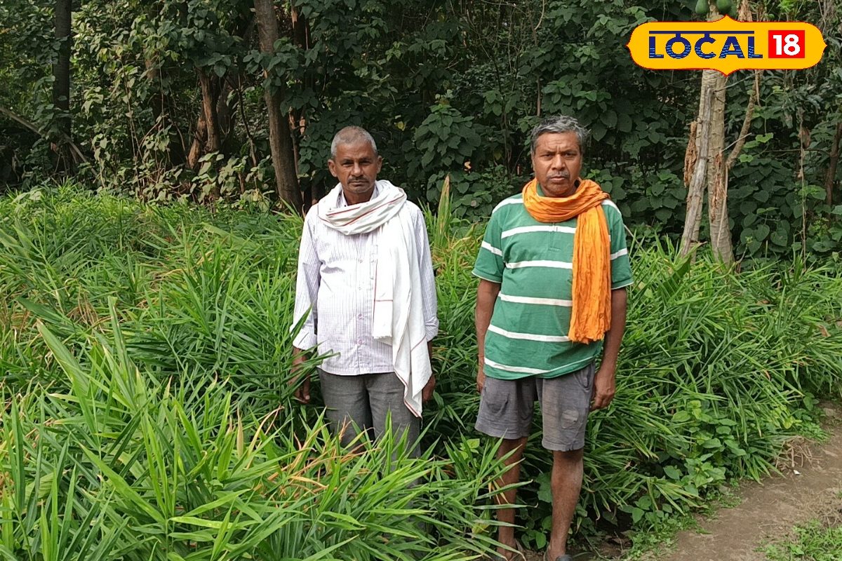 गया के इस गांव में धान, गेंहू छोड़ होती है अदरक की खेती, 50-60 लाख का कारोबार