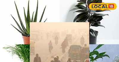 दिल्ली वाले घर में लगा ले अगर यह पौधे तो नहीं पड़ेगी किसी भी एयर प्यूरीफायर की ज