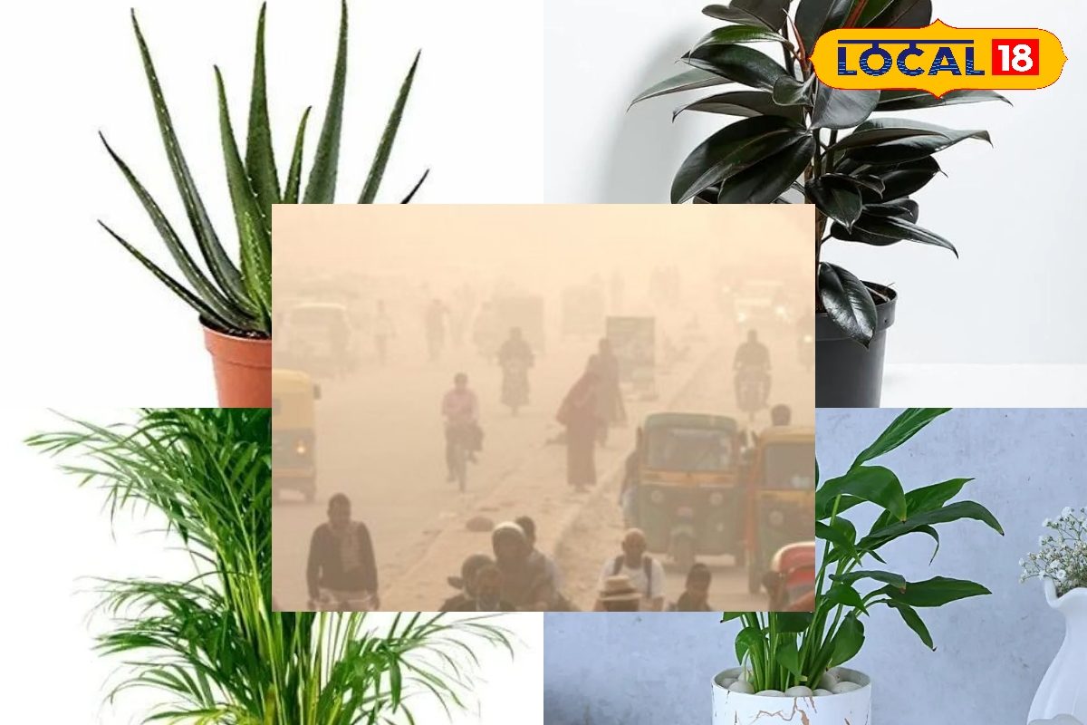 घर में रखें यह पौधा, एयर प्यूरीफायर की नहीं पड़ेगी जरूरत, मिलेगी साफ हवा