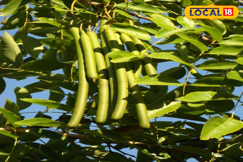 अमलतास की फली 