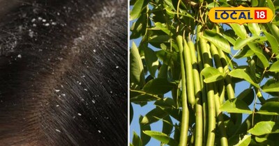 अमलतास की फली 