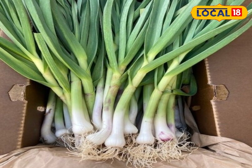 लहसुन का साग 