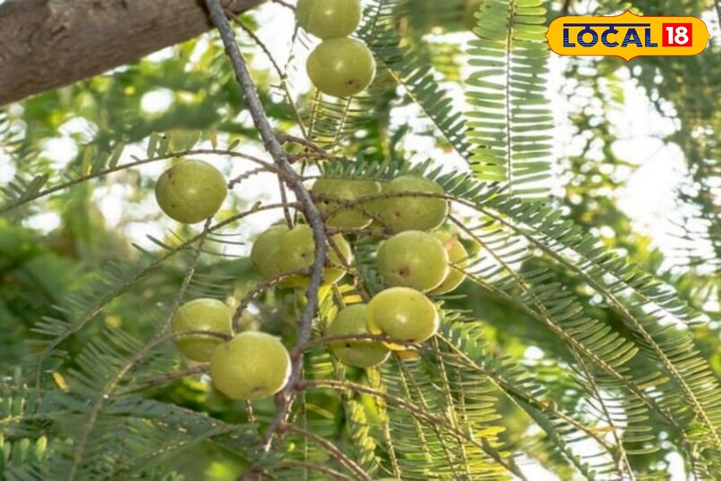 आंवला सेहत के फायदे, सर्दियों का सुपरफूड आंवला, Amla health benefits, Amla uses and benefits, Winter health tips, आंवला कैसे खाएं, local18, khargone letest news, Madhya Pradesh hindi news 