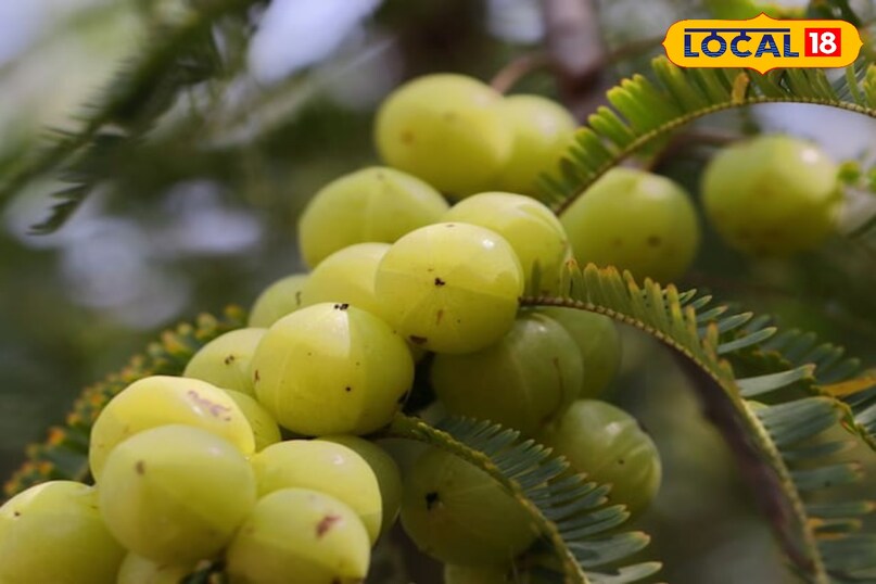 आंवला सेहत के फायदे, सर्दियों का सुपरफूड आंवला, Amla health benefits, Amla uses and benefits, Winter health tips, आंवला कैसे खाएं, local18, khargone letest news, Madhya Pradesh hindi news 