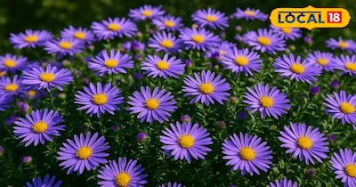 Aster Plant Grow Tips at फूलों की खेती