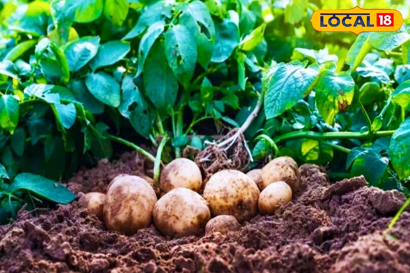 आगे कहा कि उच्च गुणवत्ता वाले बीज का चयन बंपर उत्पादन की कुंजी है. बीज चयन करते समय 30–40 ग्राम वजन के, चिकने और रोग–रहित आलू चुनें. बोने से पहले बीज को 10 लीटर पानी में 50 ग्राम ट्राइकोडर्मा, 50 मिली नीम तेल और 5 ग्राम स्यूडोमोनास मिलाकर 30 मिनट डुबोकर उपचार करें. इससे झुलसा, गलन और वायरस रोगों से सुरक्षा मिलती है. जैविक उपचार की कीमत कम होती है, लेकिन इसका प्रभाव अत्यधिक लाभकारी होता है.