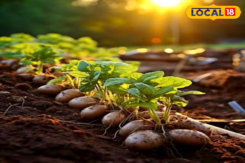 उन्होंने बताया कि आलू में सबसे बड़ा नुकसान झुलसा रोग और कीटों से होता है. जैविक उपाय बेहद सस्ते और प्रभावी हैं. 5 लीटर गौमूत्र + 5 लीटर नीम अर्क + 40 ग्राम ट्राइकोडर्मा का घोल हर 15 दिन में स्प्रे करें. इल्ली और पत्ते खाने वाले कीटों के लिए बवेरिया बेसियाना और नीम तेल का छिड़काव करें. फेरोमोन ट्रैप और पीले चिपचिपे कार्ड लगाकर कीट नियंत्रण करें. इन तरीकों से रासायनिक दवाओं का खर्च लगभग शून्य हो जाता है.