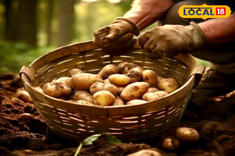 आगे कहा कि जैविक खेती में सिंचाई प्रबंधन अत्यंत महत्वपूर्ण है. आलू को बूंद–बूंद सिंचाई (ड्रिप) से पानी देने पर पानी की बचत और उत्पादन दोनों बढ़ते हैं. इसके साथ ही धान का पुआल या भूसा फैलाकर जैविक मल्चिंग करने से मिट्टी की नमी बनी रहती है, खरपतवार कम होते हैं और आलू की गांठें समान बनती हैं. मल्चिंग से उत्पादन 10–15% बढ़ जाता है और श्रम–खर्च कम होता है.