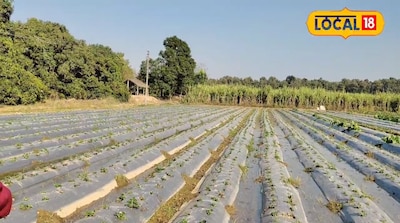 स्ट्रॉबेरी की खेती.