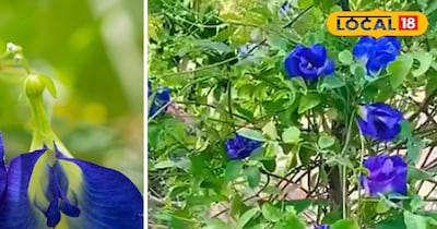 अपराजिता का पौधा