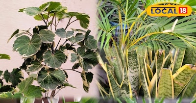 घर के किचन गार्डन में लगाए पौधे