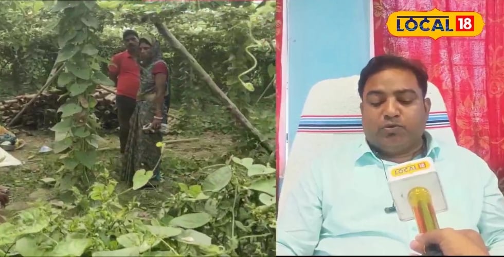 75% तक अनुदान...इस फसल की खेती के लिए लखीसराय के किसानों को है गोल्डन मौका