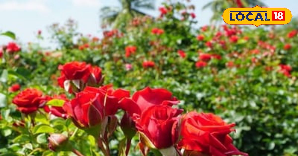 सिर्फ तीन महीने में दस लाख तक की कमाई…इस खेती से किसान बन जाएंगे मालामाल! जबरदस्त है डिमांड