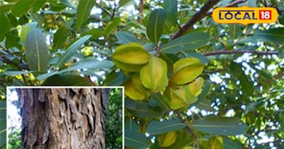 अर्जुन के पत्ते और फल: आयुर्वेद का अनमोल खजाना