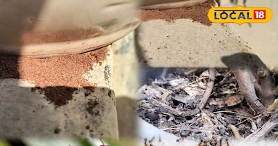 घर के किचन गार्डन में जमा हो रही चीटियां