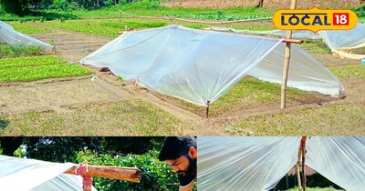 बास और पॉलिथीन से ढकी पौध 