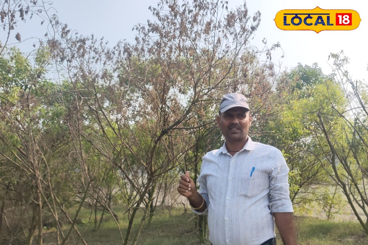 सहरसा के किसान ने यूट्यूब से सीखकर की अरहल की खेती, 1 हजार से कमाया 3 लाख