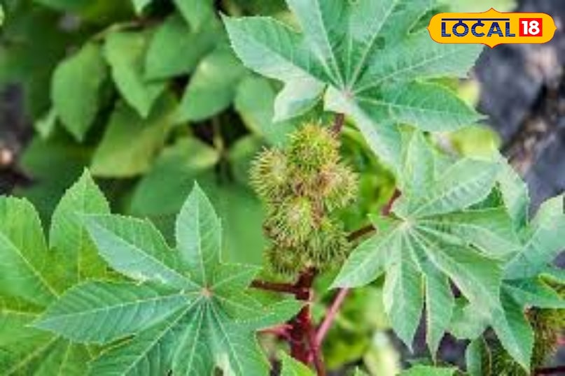 लोकल 18 लोकल 18