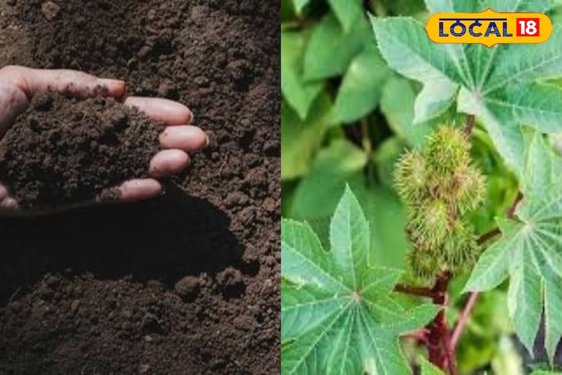 लोकल 18 लोकल 18