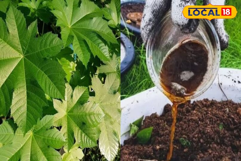 लोकल 18 लोकल 18