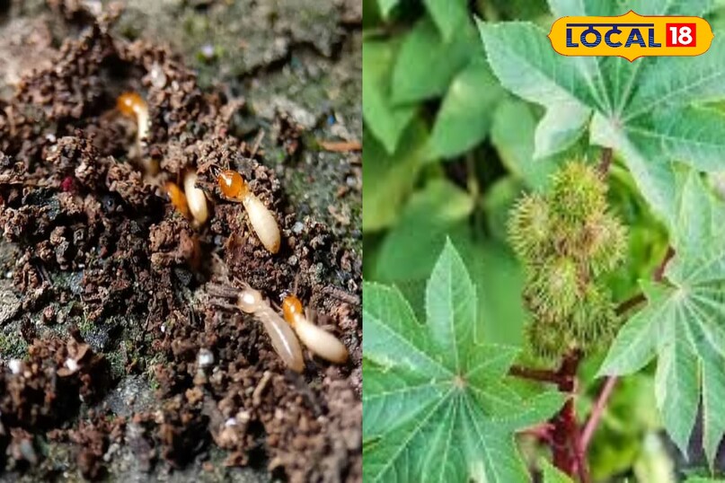 लोकल 18 लोकल 18