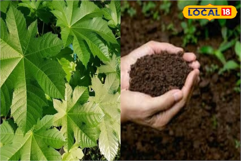 लोकल 18 लोकल 18