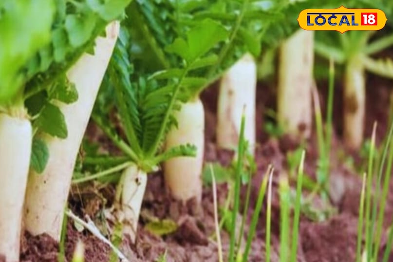 पाचन मजबूत पाचन मजबूत